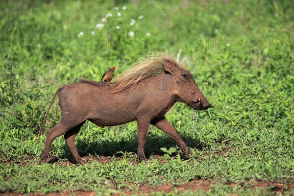 Warthog, (Phacochoerus aethiopicus), with red beak Oxpecker, (Buphagus erythrorhynchus), adult, running, foraging, alert, Kruger National Park, Kruger National Park, South Africa, Africa
