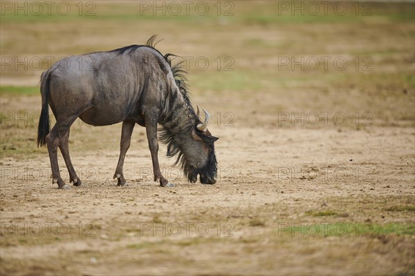 Blue wildebeest (Connochaetes taurinus) in the dessert, captive, distribution Africa