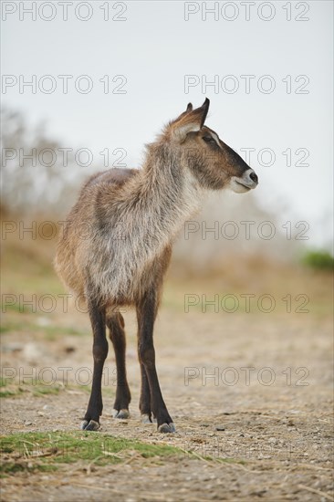 Waterbuck (Kobus defassa) in the dessert, captive, distribution Africa