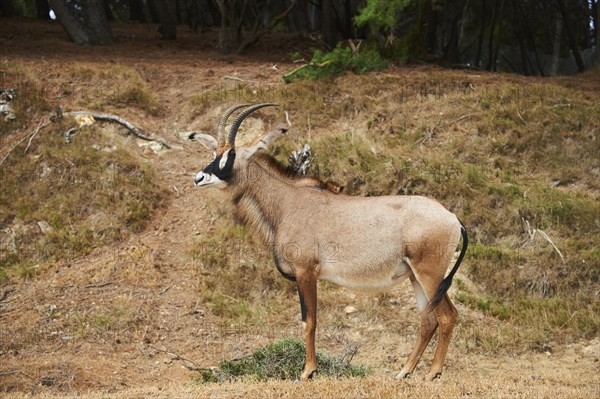 Roan Antelope (Hippotragus equinus) in the dessert, captive, distribution Africa