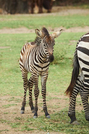 Plains zebra (Equus quagga) foal standing in the dessert, captive, distribution Africa