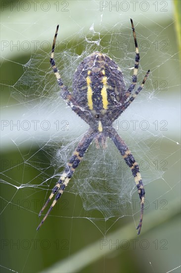 Underside of wasp spider