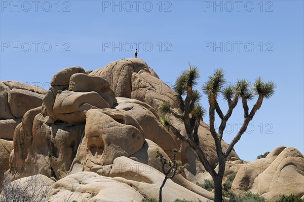 Monzogranite formations, Joshua Tree National Park, Palm Desert, Southern California, USA, North America