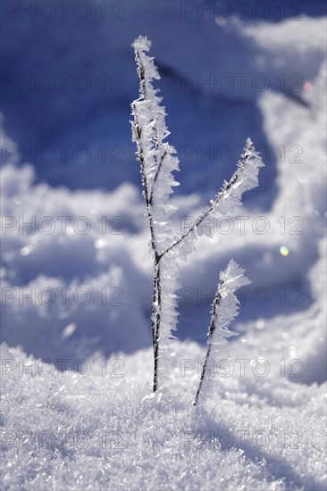 Beautiful hoarfrost on plants, wintertime, Germany, Europe