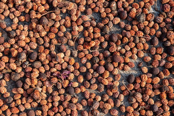 Fruits of the Rudraksha tree being dried, sacred tree in Hinduism, Addateegala, Andhra Pradesh, India, Asia