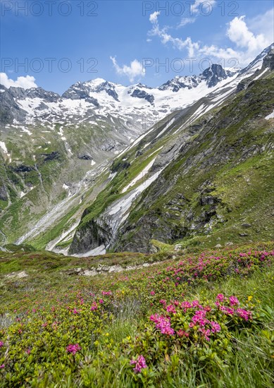 Picturesque mountain landscape with blooming alpine roses, behind mountain peak Grosser Loeffler and Oestliche Floitenspitze with glacier Floitenkees, valley Floitengrund, Berliner Hoehenweg, Zillertal Alps, Tyrol, Austria, Europe
