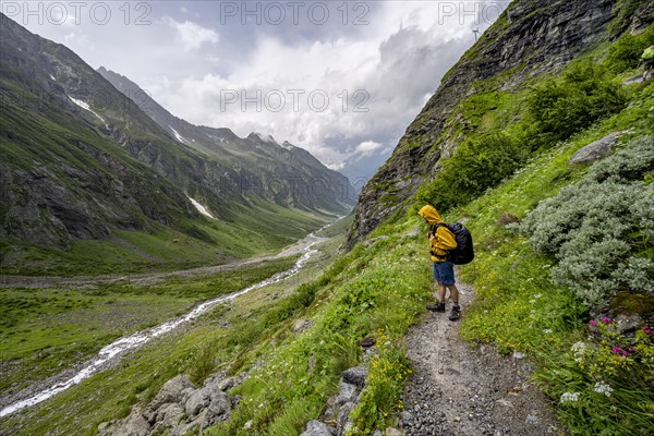 Mountaineer on a hiking trail, green mountain valley Floitengrund with mountain stream Floitenbach, Berliner Hoehenweg, Zillertal Alps, Tyrol, Austria, Europe
