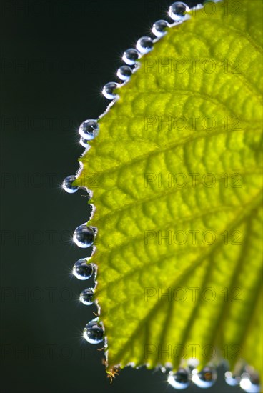 A green leaf of a vine plant (Vitis) with shiny water droplets on the edge in sunlight, dewdrops lined up, raindrops, clarity, purity, macro shot, close-up, Lower Saxony, Germany, Europe