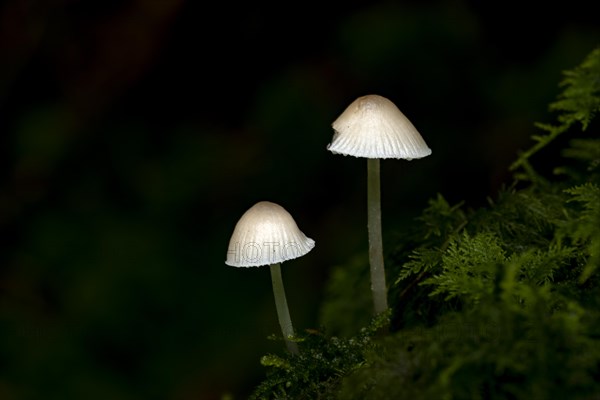 Mycena epipterygia mushroom on moss against a dark background, Mindelheim, Unterallgaeu, Bavaria, Germany, Europe