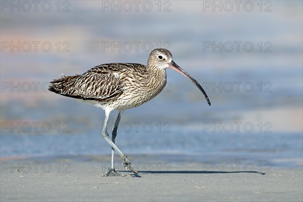 Eurasian curlew, Oman, Asia