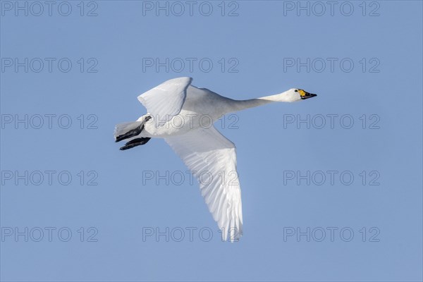 Tundra swan (Cygnus bewickii), flying, Emsland, Lower Saxony, Germany, Europe