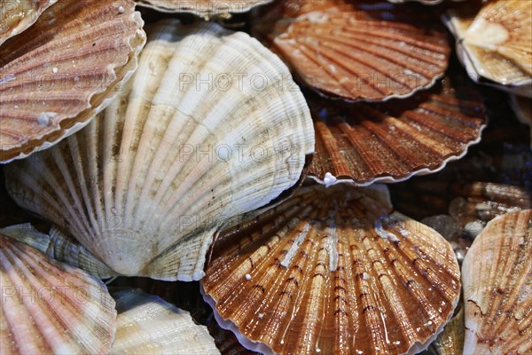 Scallops, Campo de la Pescaria fish market, Rialto market, San Polo neighbourhood, Venice, Veneto, Italy, Europe