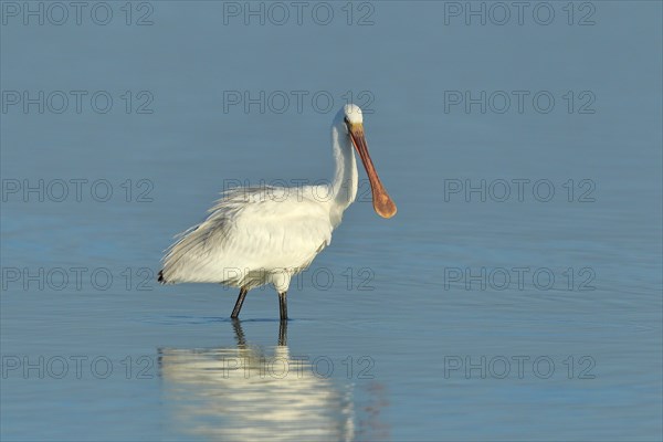 Spoonbill (Platalea leucorodia), young bird looking for food, animal standing in shallow water, Lake Neusiedl National Park, Burgenland, Austria, Europe