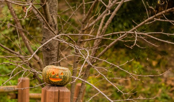 Jack-O-Lantern on wooden railing in front of a barren tree in South Korea