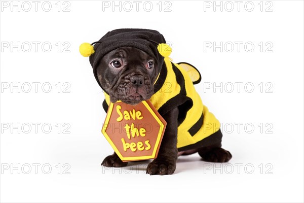 Cute black French Bulldog dog puppy dressed up with bee costume and 'Save the bees' sign on white background