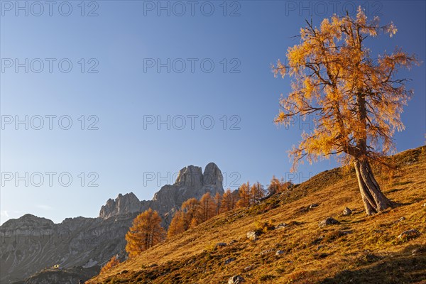 Autumn-coloured larch at sunset in front of a mountain peak, Bischofsmuetze in the background, Dachstein mountains, Austria, Europe
