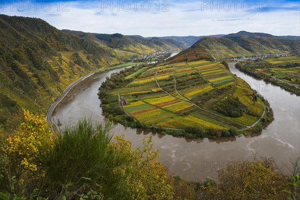 Vineyards and Moselle bend in autumn colours, Bremm, Moselle, Rhineland-Palatinate, Germany, Europe