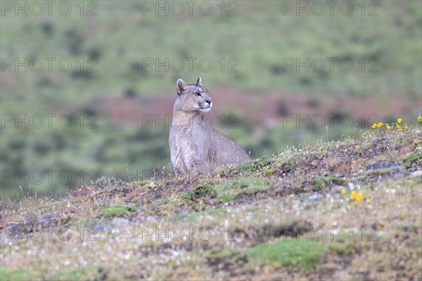 Cougar (Cougar concolor), silver lion, mountain lion, cougar, panther, small cat, Torres del Paine National Park, Patagonia, end of the world, Chile, South America