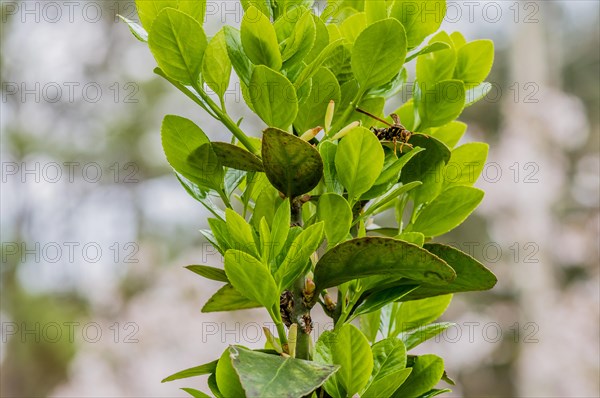 Large brown and black wasp resting on a leaf of a green plant on a bright sunny day