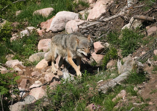 Gray wolf (Canis lupus) in rocky terrain, Lapland, Sweden, Europe