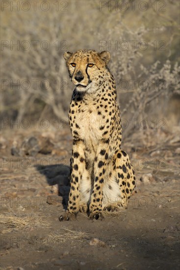 Cheetah (Acinonyx jubatus) with bloody mouth after feeding, Khomas region, Namibia, Africa