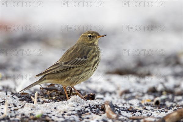 Beach pipit, Heligoland