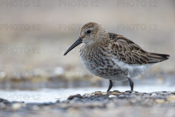 Dunlin, Heligoland