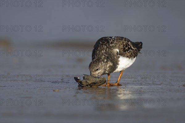 Ruddy turnstone (Arenaria interpres) adult bird in winter plumage feeding on a mussel shell on a harbour jetty, Norfolk, England, United Kingdom, Europe