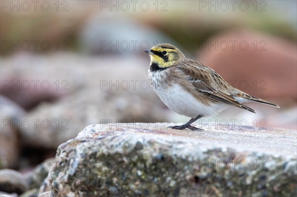 Horned lark, Heligoland