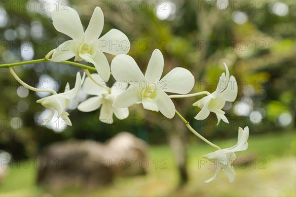 White orchid flower in botanical garden, selective focus, copy space, malaysia, Kuching orchid park