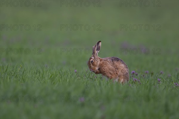 Brown hare (Lepus europaeus) adult animal washing its front foot in a cereal crop with Red-dead nettle flowers, Suffolk, England, United KIngdom