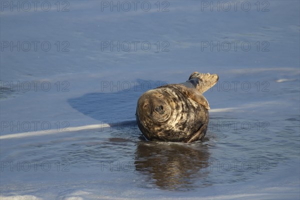 Grey seal (Halichoerus grypus) adult resting in the sea surf on a beach, Norfolk, England, United Kingdom, Europe