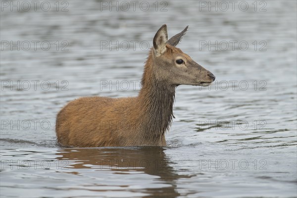 Red deer (Cervus elaphus) juvenile fawn walking in a lake, Surrey, England, United Kingdom, Europe