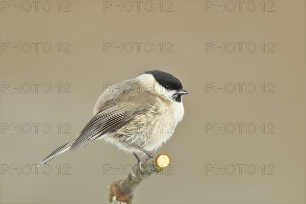 Marsh tit (Parus palustris) sitting on a branch, Wilnsdorf, North Rhine-Westphalia, Germany, Europe