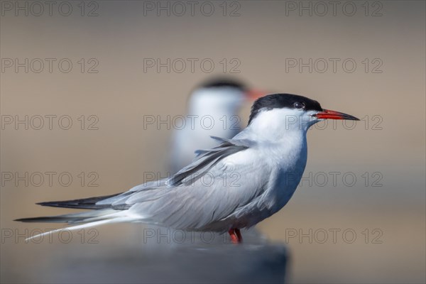 common tern