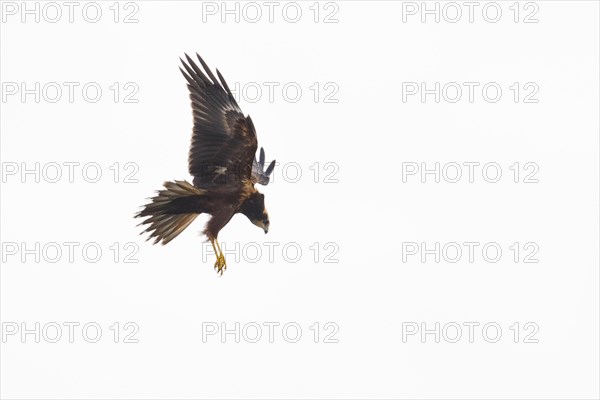 Western marsh-harrier (Circus aeruginosus), Emsland, Lower Saxony, Germany, Europe