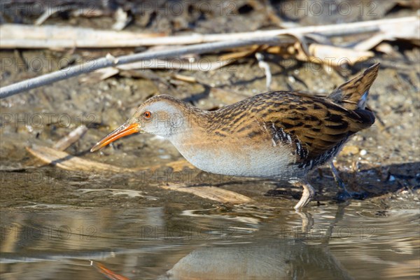 Water rail