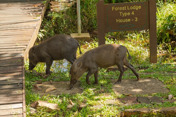 Bearded pig (Sus barbatus barbatus) feeding in Bako national park on grass. Borneo, Malaysia, Asia