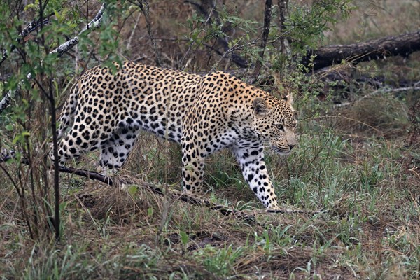 Leopard (Panthera pardus), adult, stalking, alert, Sabi Sand Game Reserve, Kruger NP, Kruger National Park, South Africa, Africa