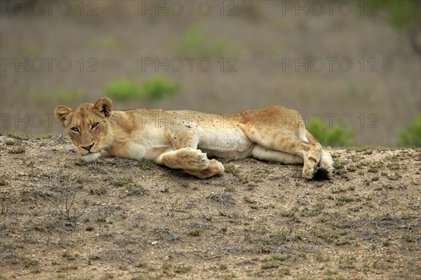 Lion (Panthera leo), adult, female, lying, resting, Sabi Sand Game Reserve, Kruger National Park, Kruger National Park, South Africa, Africa