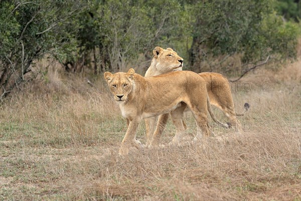 Lion (Panthera leo), adult, female, two females, social behaviour, Sabi Sand Game Reserve, Kruger National Park, Kruger National Park, South Africa, Africa