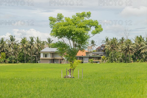 Rice fields with house in countryside, Ubud, Bali, Indonesia, green grass, large trees, jungle and cloudy sky. Travel, tropical, agriculture, Asia