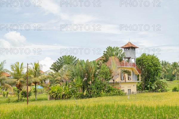 Rice fields with house in countryside, Ubud, Bali, Indonesia, green grass, large trees, jungle and cloudy sky. Travel, tropical, agriculture, Asia