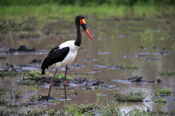 Saddle-billed stork (Ephippiorhynchus senegalensis), adult, foraging, in the water, Kruger National Park, Kruger National Park, South Africa, Africa