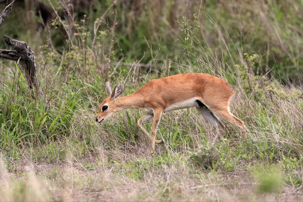 Steenbok (Raphicerus campestris), adult, female, foraging, running, dwarf antelope, Kruger National Park, Kruger National Park, South Africa, Africa