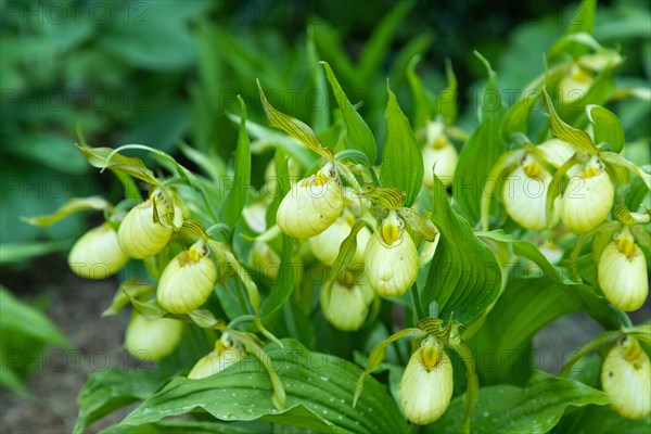 Beautiful orchid flowers of yellow color with green leaves in the garden. Lady's-slipper hybrids. Close up