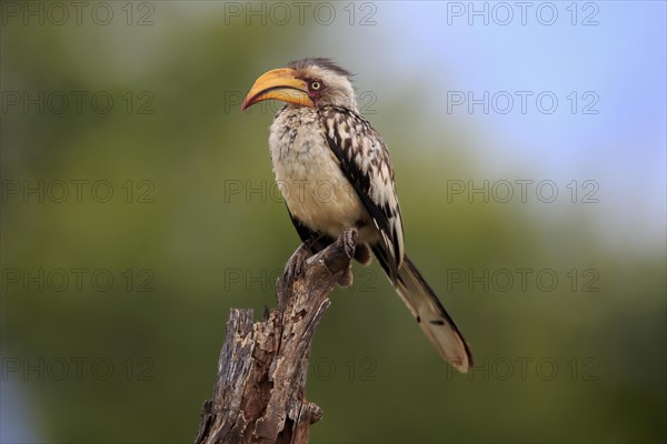 Southern yellow-billed hornbill (Tockus leucomelas), adult, in perch, Kruger National Park, Kruger National Park, South Africa, Africa