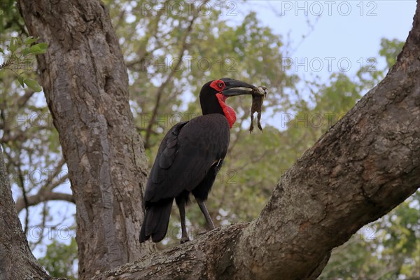 Southern ground hornbill (Bucorvus leadbeateri), adult, feeding, with prey, on tree, Kruger National Park, Kruger National Park, South Africa, Africa