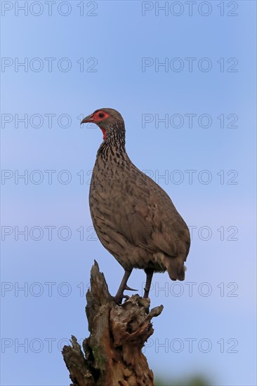 Swainson's spurfowl (Pternistis swainsonii), adult, perch, Kruger National Park, Kruger National Park, South Africa, Africa