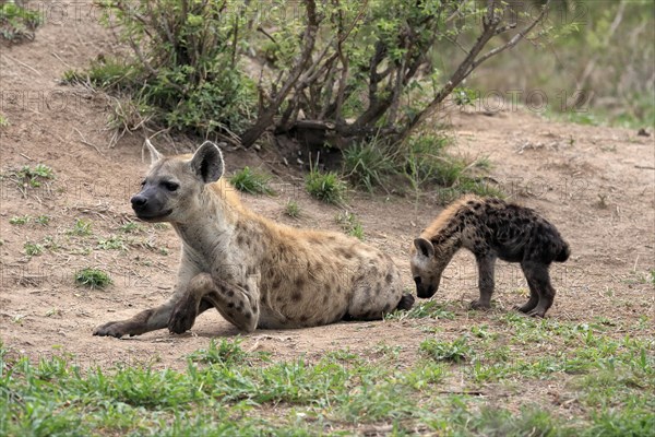 Spotted hyena (Crocuta crocuta), adult, juvenile, mother with juvenile, social behaviour, Sabi Sand Game Reserve, Kruger National Park, Kruger National Park, South Africa, Africa